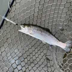 ニジマスの釣果