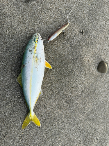 ワカシの釣果