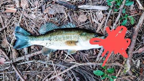 ブラックバスの釣果