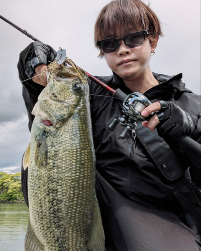 ブラックバスの釣果