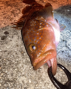 アコウの釣果