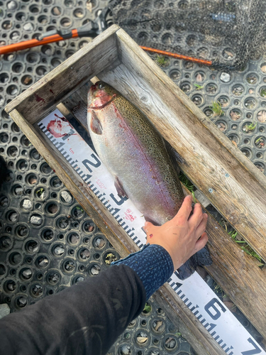 ニジマスの釣果