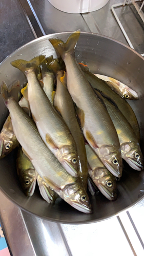 アユの釣果