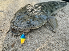 マゴチの釣果