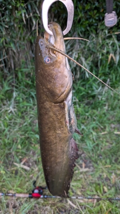 マナマズの釣果