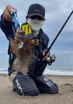 オニオコゼの釣果