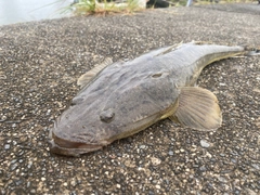 マゴチの釣果