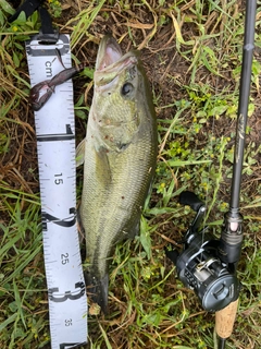 ブラックバスの釣果