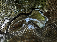 イワナの釣果