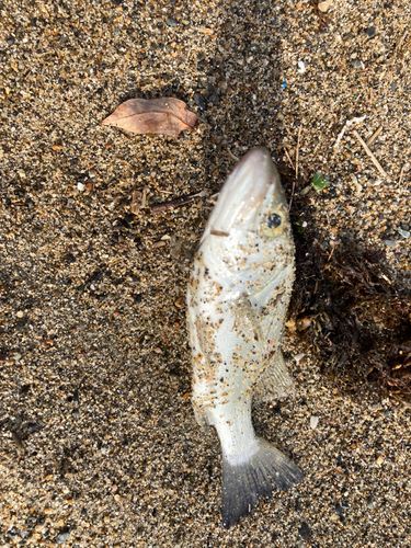 スズキの釣果