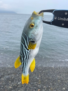 シマフグの釣果