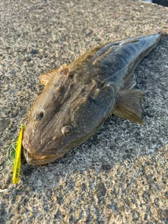 マゴチの釣果