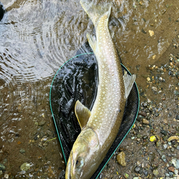 アメマス