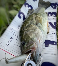 ブラックバスの釣果