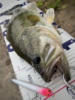 ブラックバスの釣果