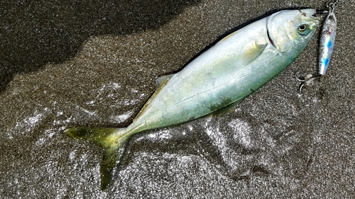 ワカシの釣果