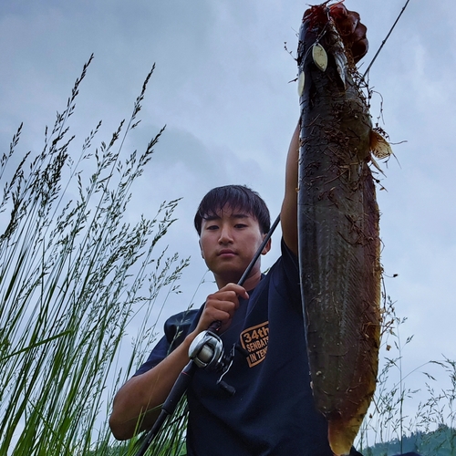 ニホンナマズの釣果