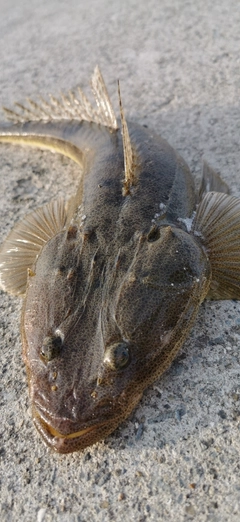 マゴチの釣果