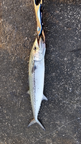 サゴシの釣果