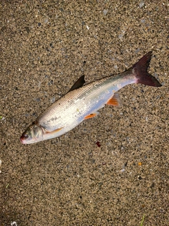 マルタウグイの釣果