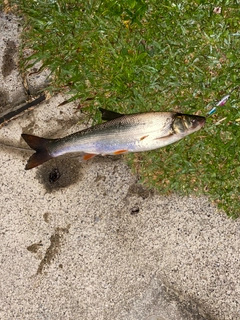 マルタウグイの釣果