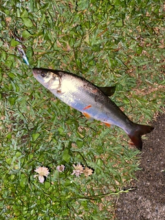 マルタウグイの釣果