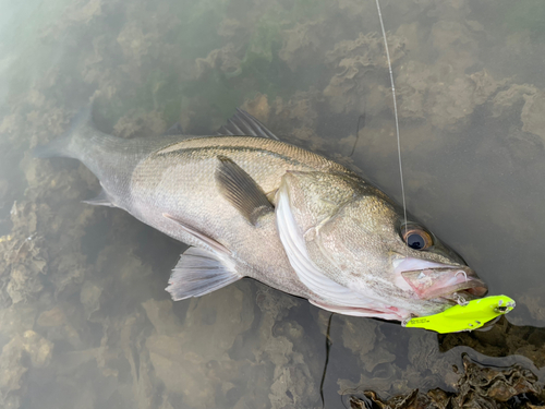 スズキの釣果