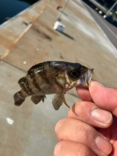 クロメバルの釣果