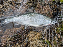 サクラマスの釣果