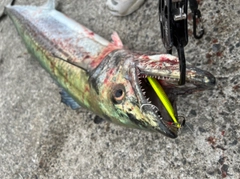 サワラの釣果