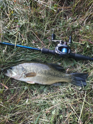 ラージマウスバスの釣果