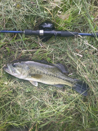 ラージマウスバスの釣果