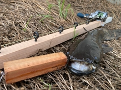 ナマズの釣果