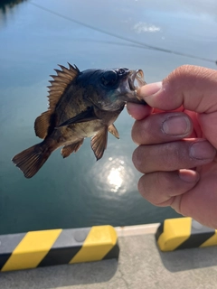 クロメバルの釣果