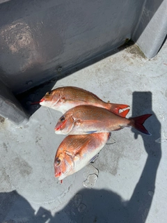 マダイの釣果