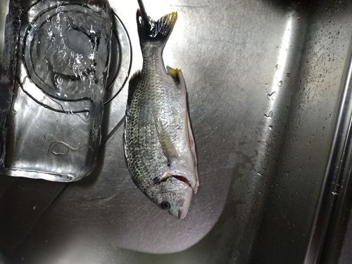 キビレの釣果