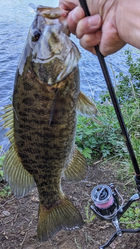 スモールマウスバスの釣果