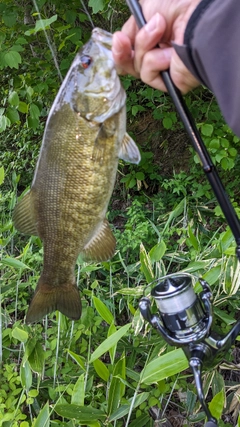 スモールマウスバスの釣果