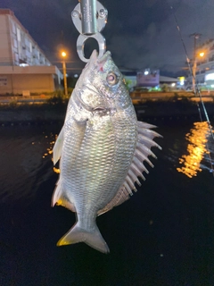 キビレの釣果