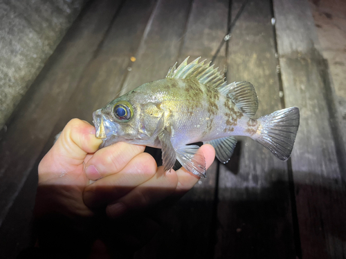 メバルの釣果