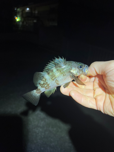 メバルの釣果