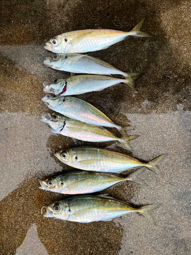 アジの釣果