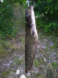 ナマズの釣果