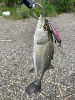 セイゴ（マルスズキ）の釣果