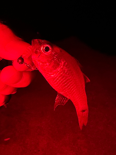 クロホシイシモチの釣果