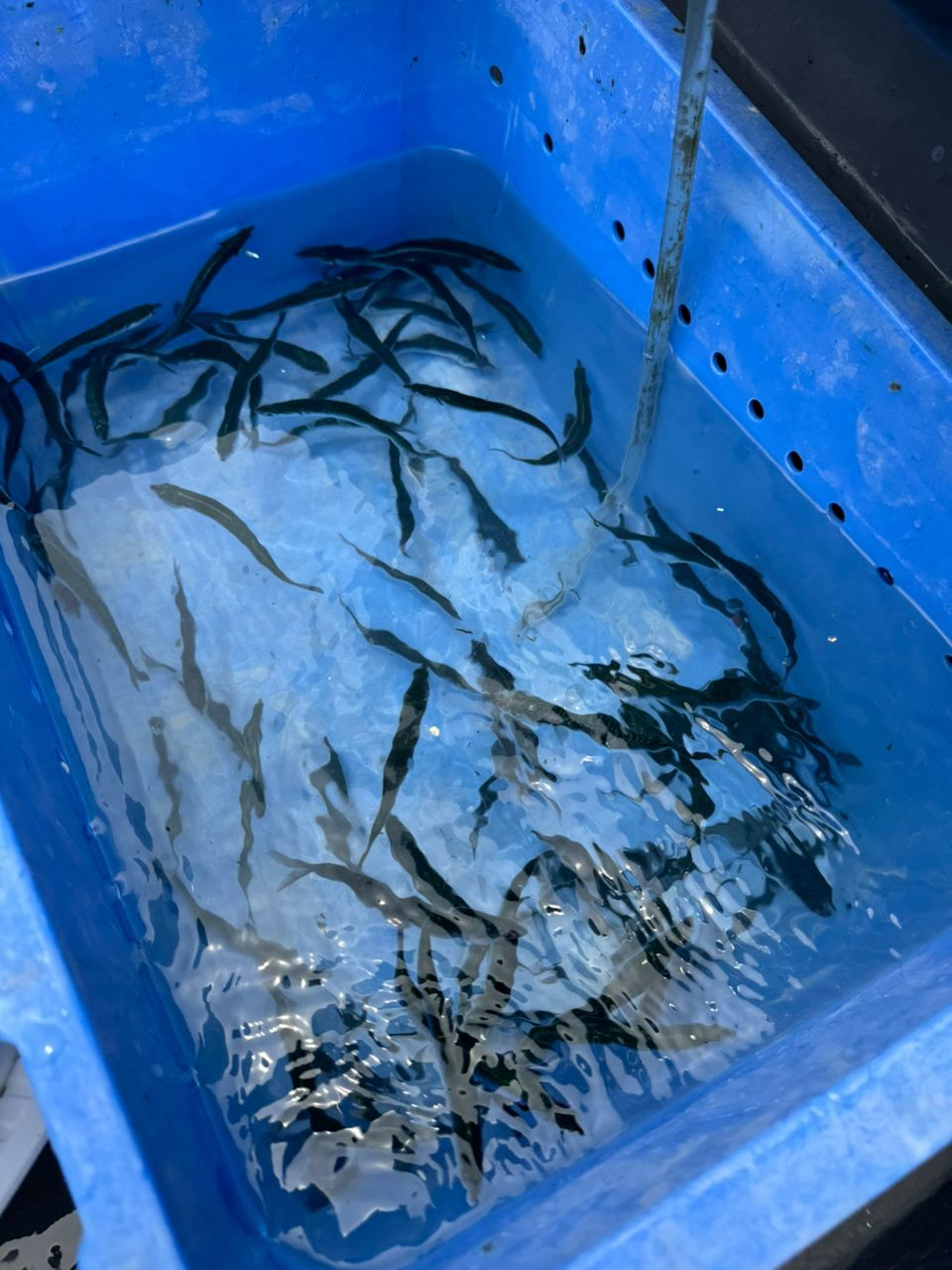 アングラーきんぐさんの釣果 3枚目の画像