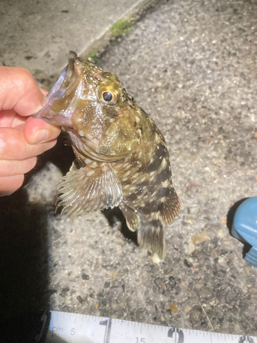 カサゴの釣果