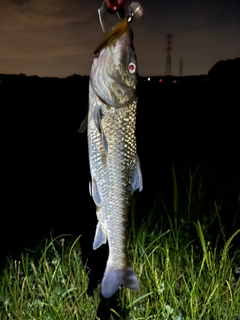 ニゴイの釣果