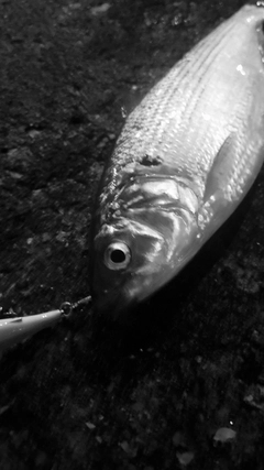 コノシロの釣果