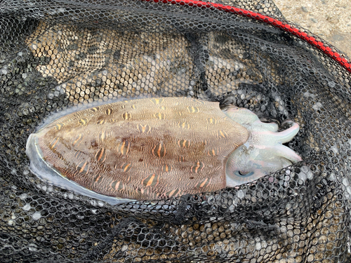 モンゴウイカの釣果